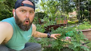 Early June Garden update 2026