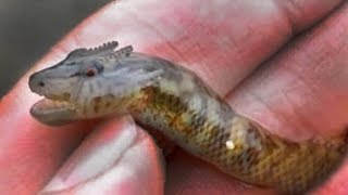 15 Unreal Creatures Explained