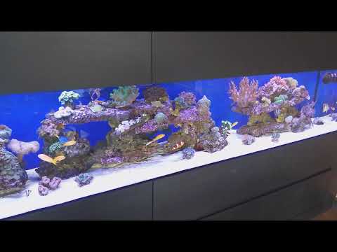 Akwarium morskie 300 x 50 x 50cm