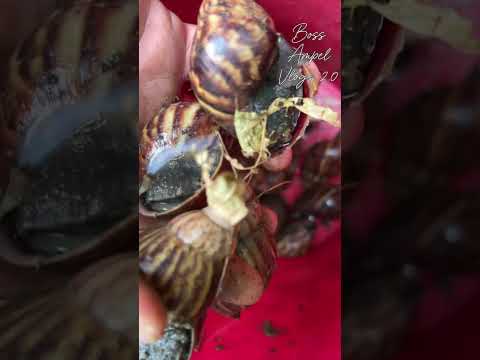 Lupit sa Sarap #bossampelvlogs #mukbang #trending #wildlife #exotic food