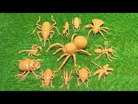 Nature’s Secret Superstars: Exploring Tiny Creatures & Amazing Insects Animals🐛🐞