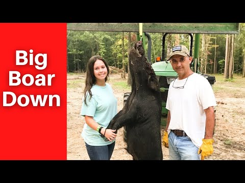 Big Boar Down.  This hog has been hard to catch. Finally caught him in the Game Changer Jr Hog Trap.