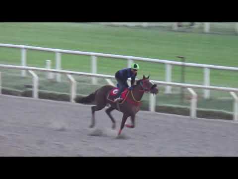 PRIDE'N'JOY(Brz)-REVISTA INVASOR