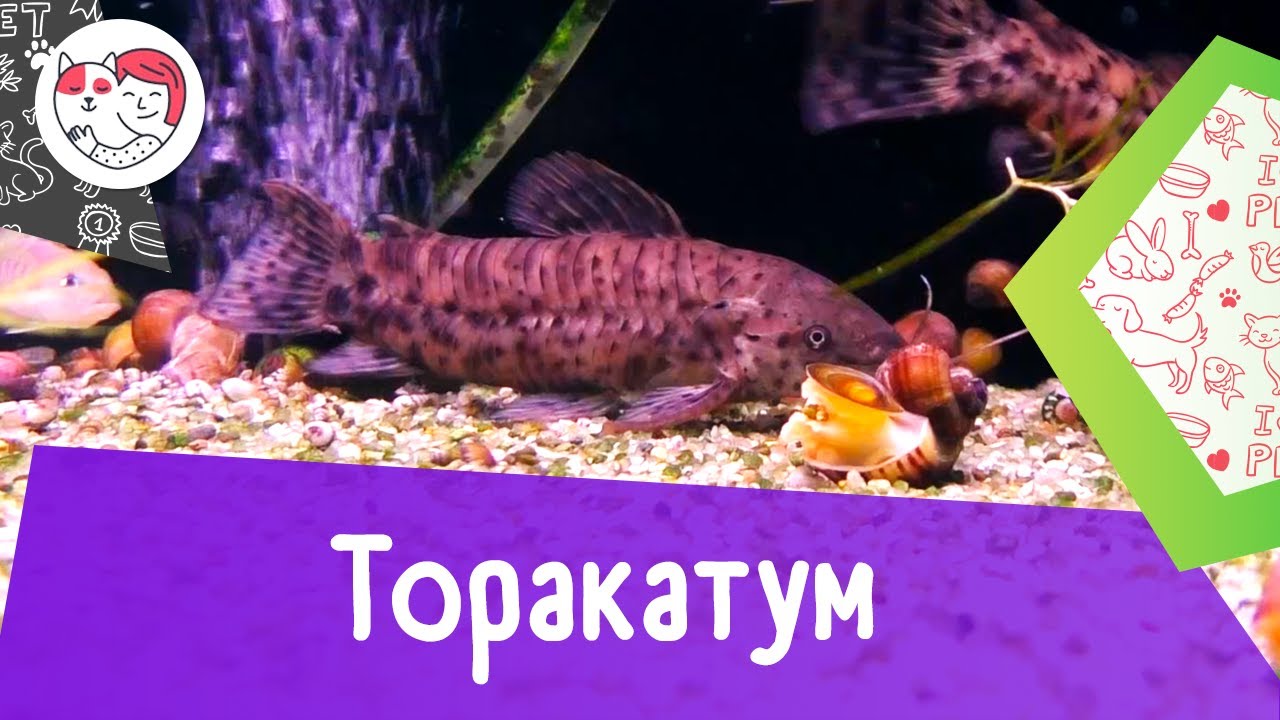 Аквариумная рыбка торакатум. Особенности. Уход.