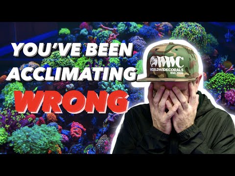 WATCH THIS BEFORE YOU ADD ANY CORALS TO YOUR AQUARIUM!