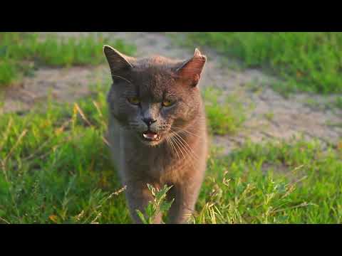 Village of Mamaroneck PSA: Coyotes and Cats