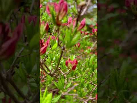 #429 | #Flowers | #LikeUniverse | #Kadir