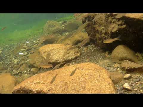 台灣白甲魚及石賓