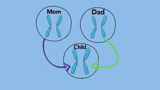 Modes of Inheritance - Dominant & Recessive - A Primer for Patients and Parents