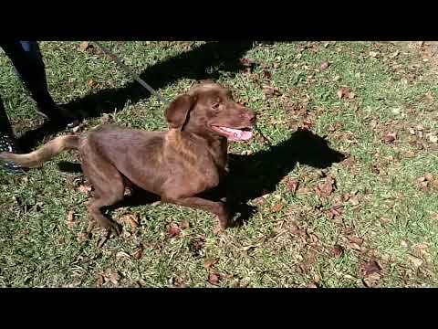 Wayne #2, an adopted Chocolate Labrador Retriever in Killingworth, CT_image-1