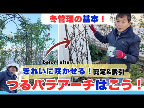 園芸 バラの茂みをアーチ状にして、より多くの花を咲かせましょう