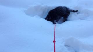 Ziko the Bernese Mountain Dog aka The Ostrich buries his head in the snow