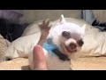 Tiny chihuahua's high five attempts are hilarious