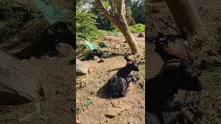 Download lagu 100M views 👌#viralreels  #trendingshorts  #appa mp3