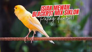 Download lagu CENGKOK ISIAN ISTIMEWA PALING DICARI! Masteran Kenari Isian Blackthroat dan SIKATAN LONDO GACOR mp3