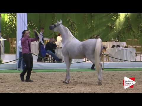 Milan SEWC 2016   Stallions Championship