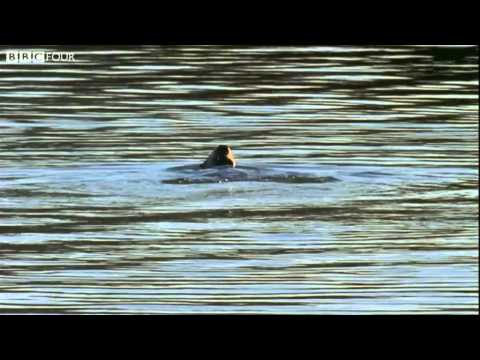 Forest Guardians - Nature's Microworlds - BBC