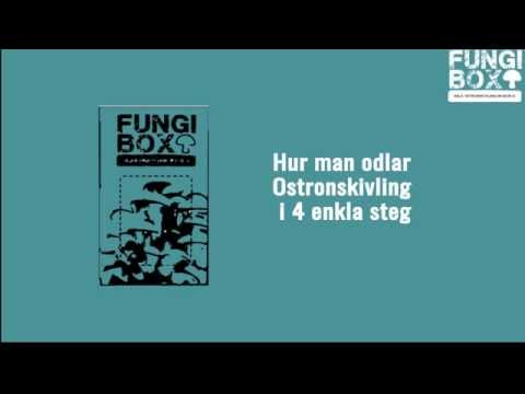 FungiBox.mp4