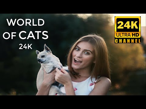 Amazing Big Cats From The World 24K HDR 60FPS UHD DEMO