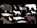 Arctic Animals The Kids Picture Show
