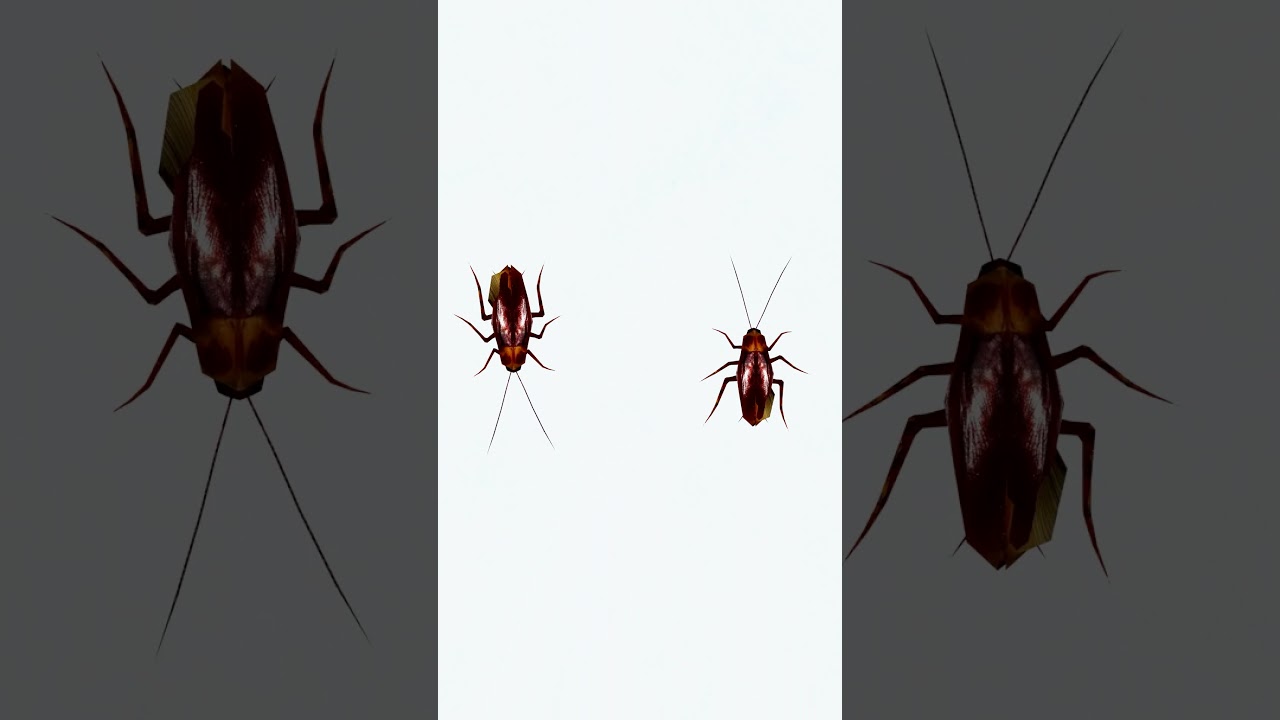 CAT GAMES - Cockroach + Fly +Ants For Cats to Watch 🪳🪰🐜 #cat #catgames #cats#viral #meow #cockroach