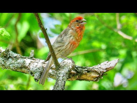House Finch Call