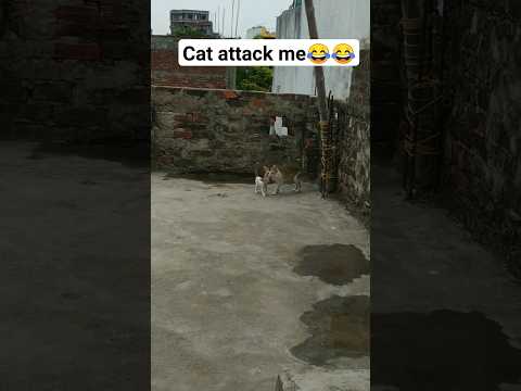 cat attack me 😂😂 #funny #shorts #comedy #viral #trending #subscribe