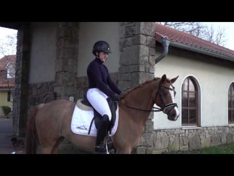 CHEYANN 10j. Fuchsstute v. Coelenhages Promise - Orchard D´Avranches