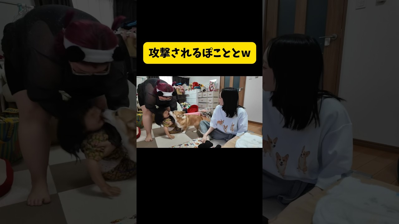 攻撃されるぽこととw #くれまぐ#くれいじーまぐねっと#crazymagnet#浅見めい#エア#UraN#うらん#ぽこ#shorts#切り抜き