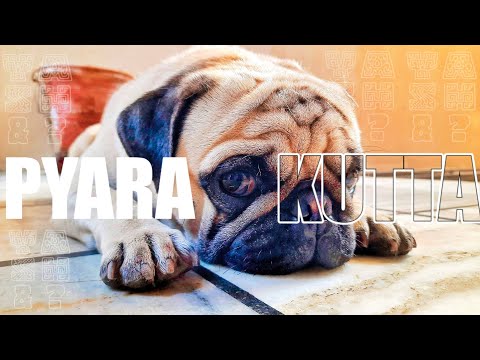 THIS DOG IS CRAZY!!! 🐾🐶