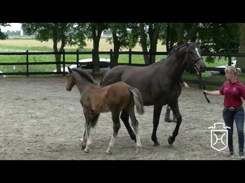 HEI139 Hengstfohlen von For Pleasure - Casall - Carthago