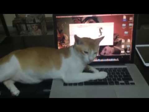 How a cat wins an argument!