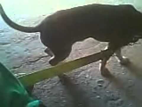 boy el perro de morayma ramos luber lo estraña a ese perro ermoso de mi bida