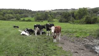 SWC Free Walk 67,Salisbury to Amesbury via Stonehenge. 25/7/11.