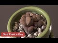 Lithops sp. (Living Stones) Houseplant Care — 240 of 365