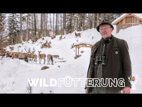 Wildfütterung - Mit dem Hirsch auf Tuchfühlung | OÖ JagdTV