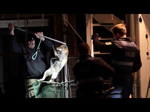 24/7 zum Mindestlohn - Tierrettung Rhein-Neckar am Limit