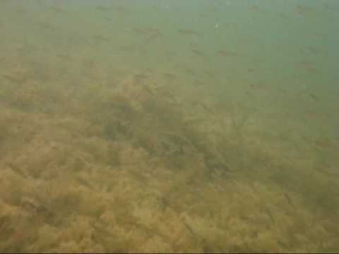 Haddorfer See, Haddorfer See (Seglersee),Nordrhein-Westfalen,Deutschland