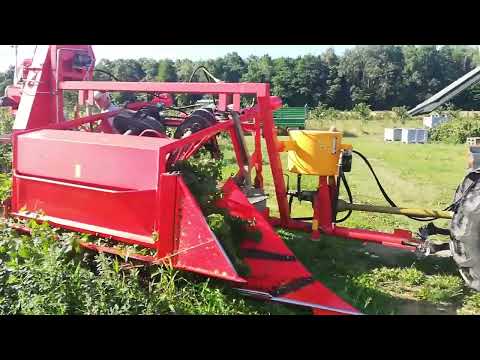 Zbiór porzeczki czarnej i czerwonej 2022 New Holland T3040 MF255 AREK-3