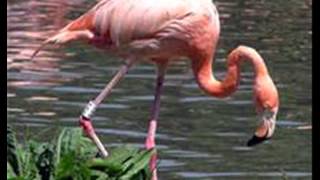 Flamingo - Herb Alpert