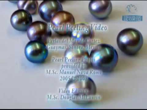 download lagu mp3 mp4 Do Cultured Pearls Peel, download lagu Do Cultured Pearls Peel gratis, unduh video klip Do Cultured Pearls Peel