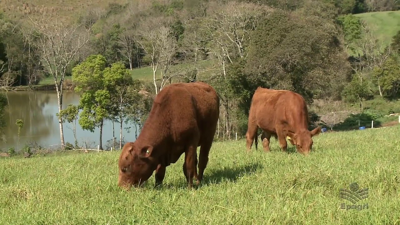 Jovem agricultor aposta no gado de corte!