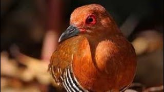 Download lagu Suara Pemikat Burung Sintar Ampuh mp3