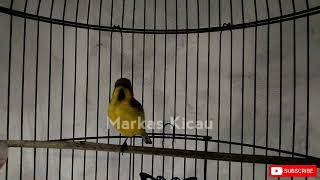 Download lagu BUKTIKAN!! SOGON BAHAN MANAPUN DIJAMIN LANGSUNG NYAUT DAN IKUT BUNYI mp3 Download lagu BUKTIKAN!! SOGON BAHAN MANAPUN DIJAMIN LANGSUNG NYAUT DAN IKUT BUNYI mp3