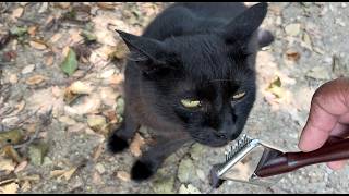 ブラッシング楽しんでる人懐っこくてかわいい黒猫ちゃん