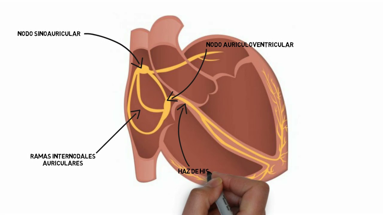 Sistema de conducción cardíaco