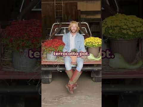 How to care for chrysanthemums #plants