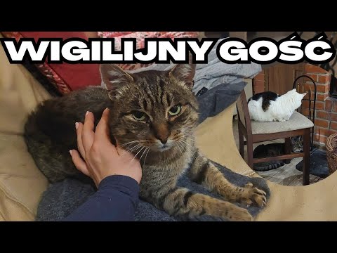 Wildcat came for Christmas and stayed at home