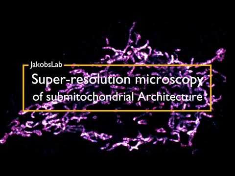 STED recording of Mic10 and Mic60 distributions
