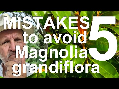 Five Mistakes to Avoid Growing and Planting Magnolia grandiflora, Bull Magnolia or Southern Magnolia